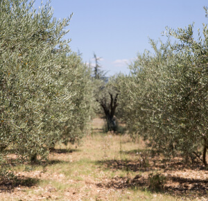 Los sabores del olivar